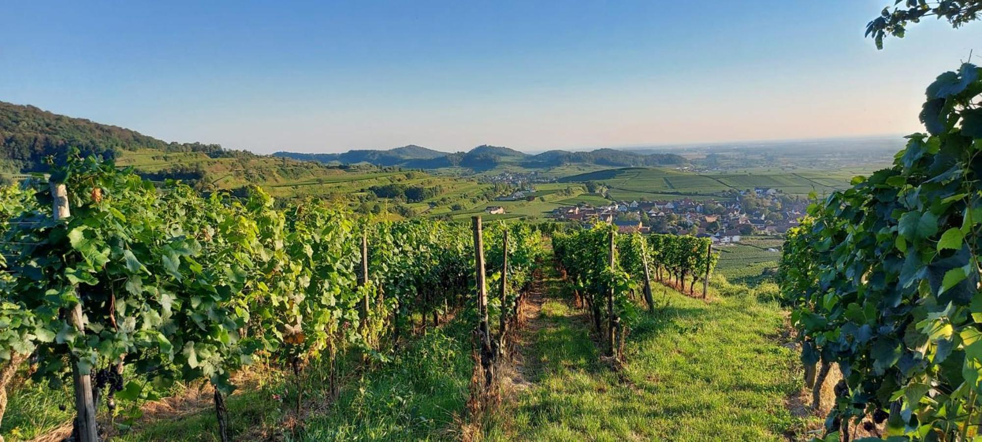 Ferienwohnung Vino9 Vogtsburg Exteriör bild